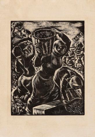 Grape harvest