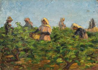 The grape harvest